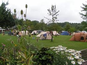 Camping De Gele Anemoon in Wijlre