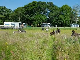 Camping De Volharding in De Cocksdorp - Texel