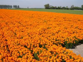 Camping Luteijn in Nieuwvliet