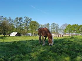 Camping Buitenleven in Stieltjeskanaal