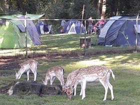 Camping De Dassenboom in Wehl