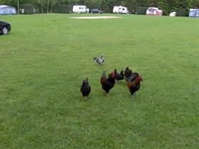 Camping De Leemskuilen in Vessem