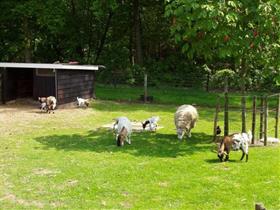 Camping Nederrijkswald in Berg en Dal