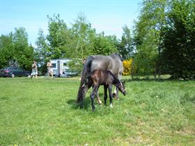 Camping Kastanjehoeve in Zuidveld