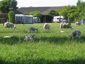 Camping Kloet in Zierikzee