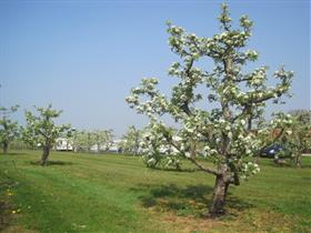 Camping Het Spikkerdal in Roermond - Asenray