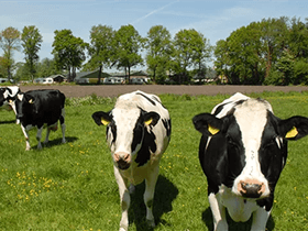 Camping De Maaneschijn in Nijkerk