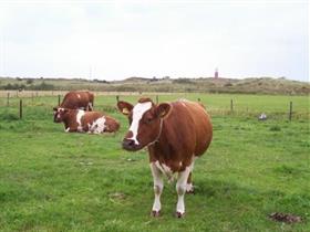 Camping De Duinen in De Cocksdorp - Texel