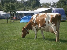 Camping De Tienmorgen in Beers